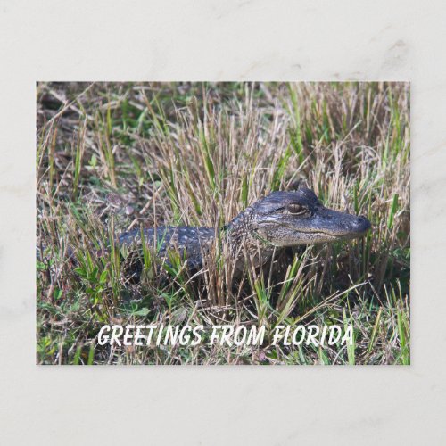 Baby Alligator Cute Nature Florida Personalize Postcard