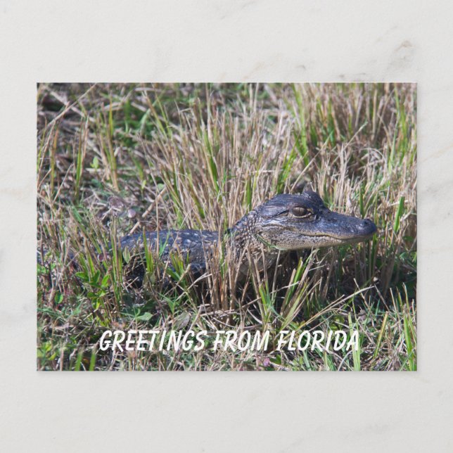 Baby Alligator Cute Nature Florida Personalize Postcard (Front)