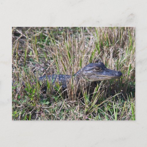 Baby Alligator Cute Nature Florida Postcard