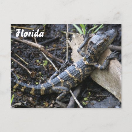 Baby Alligator In Florida Postcard