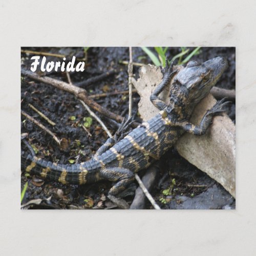 Baby Alligator in Florida postcard