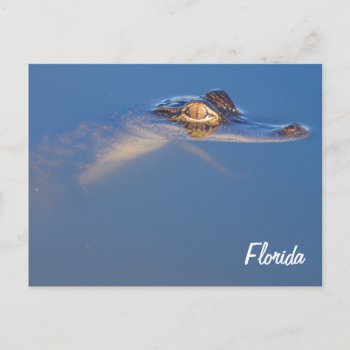 Baby Alligator Postcard by PhotosfromFlorida at Zazzle