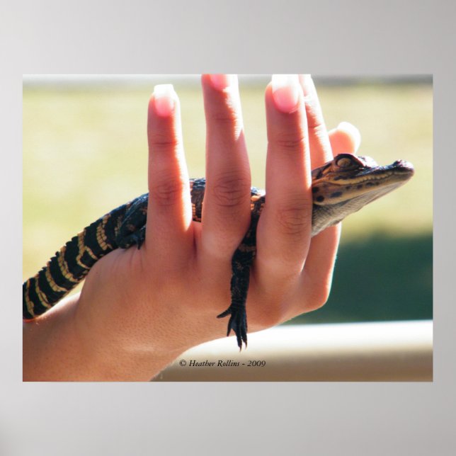 Baby Alligator Poster (Front)