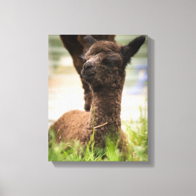 Baby Alpaca Canvas (Front)