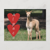 Baby alpaca love postcard