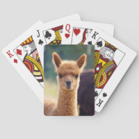 Baby Alpaca Playing Cards
