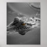 Baby American Alligator Close Up Portrait Poster