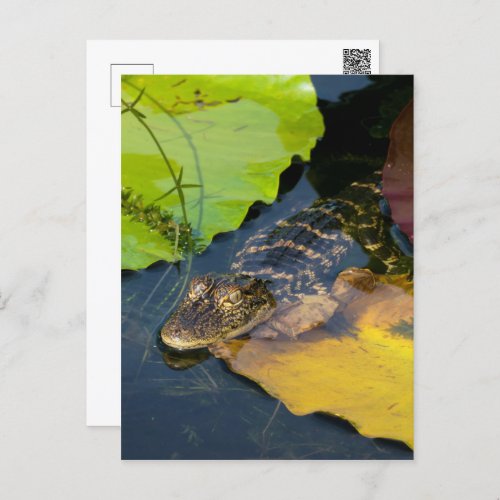 Baby American Alligator _ Wildlife Photography Postcard