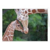 Baby and Mother Giraffe (Front Horizontal)