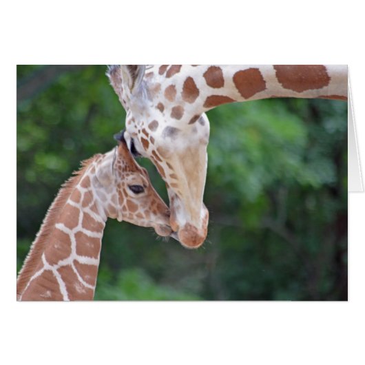 Baby and Mother Giraffe Cards (Front Horizontal)