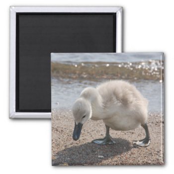 Baby Animal Swan Magnet by pulsDesign at Zazzle