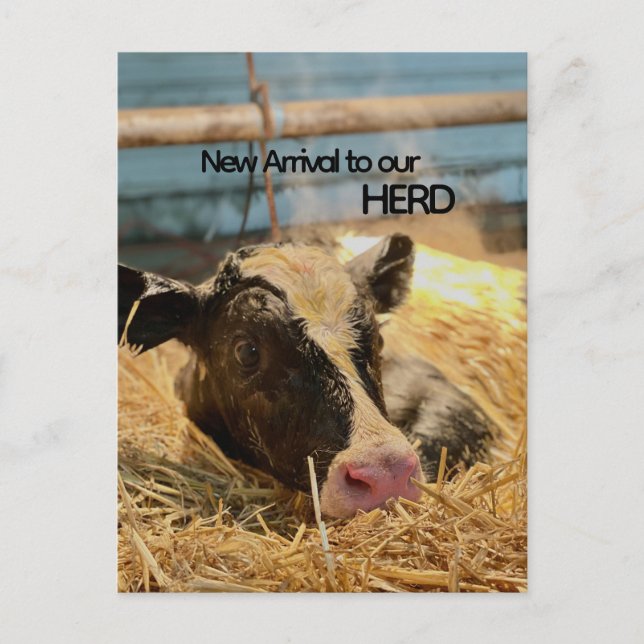 Baby Announcement Postcard (Front)