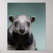 Baby Anteater Portrait – Cute Nursery Animal Wall 
