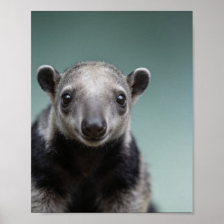 Baby Anteater Portrait – Cute Nursery Animal Wall Poster