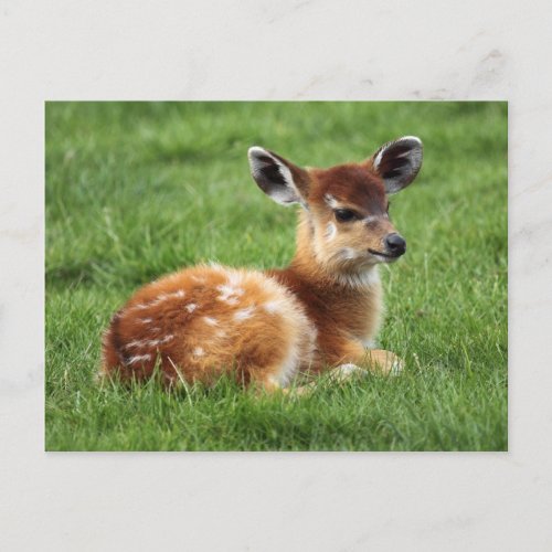 Baby Antelope Postcard