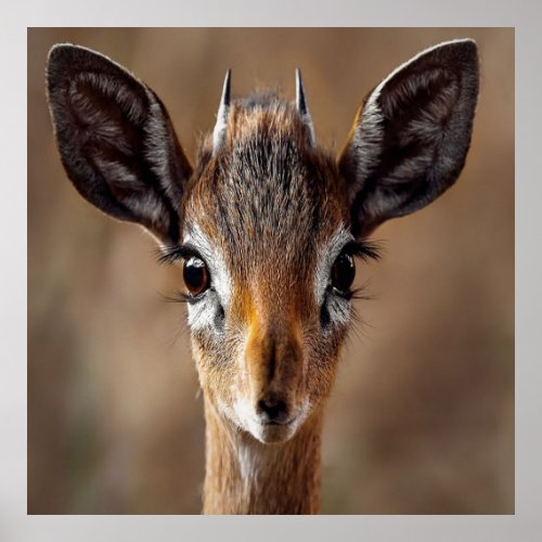 Baby Antelope Poster