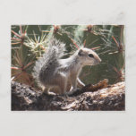 Baby Antelope Squirrel Postcard at Zazzle