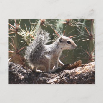 Baby Antelope Squirrel Postcard by poozybear at Zazzle