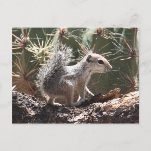 Baby Antelope Squirrel Postcard