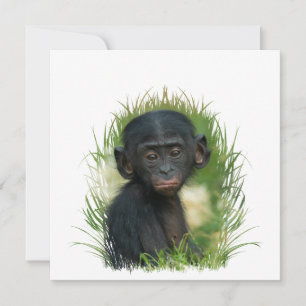Baby Ape In the Grass