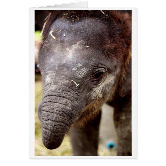 Baby Asian Elephant gift card - 02 (Front)