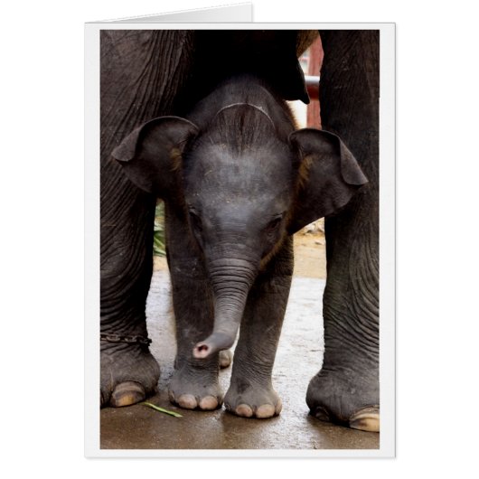 Baby Asian Elephant gift card - 03 (Front)