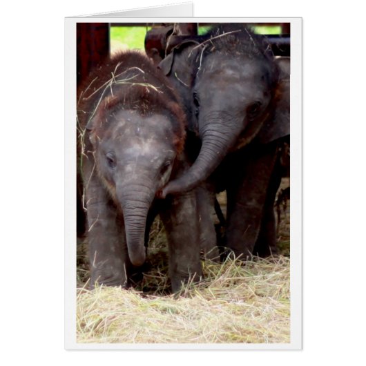 Baby Asian Elephant gift card - 03 (Front)