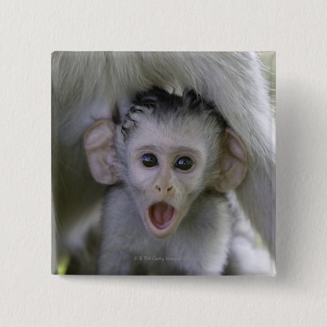 Baby baboon underneath its mother button (Front)