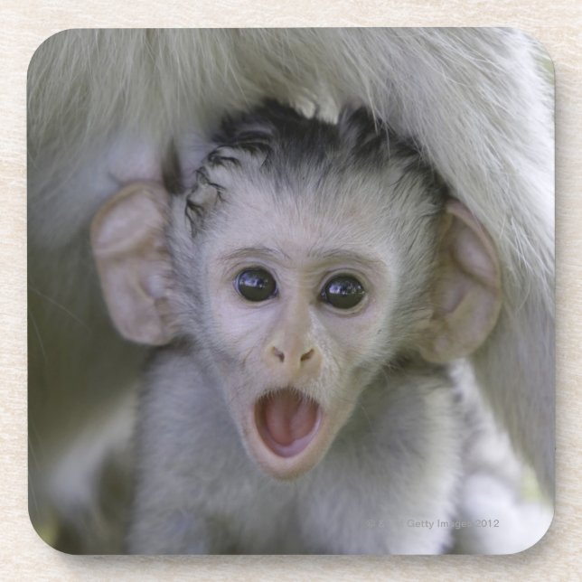 Baby baboon underneath its mother drink coaster (Front)