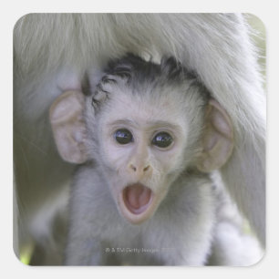 Baby baboon underneath its mother square sticker