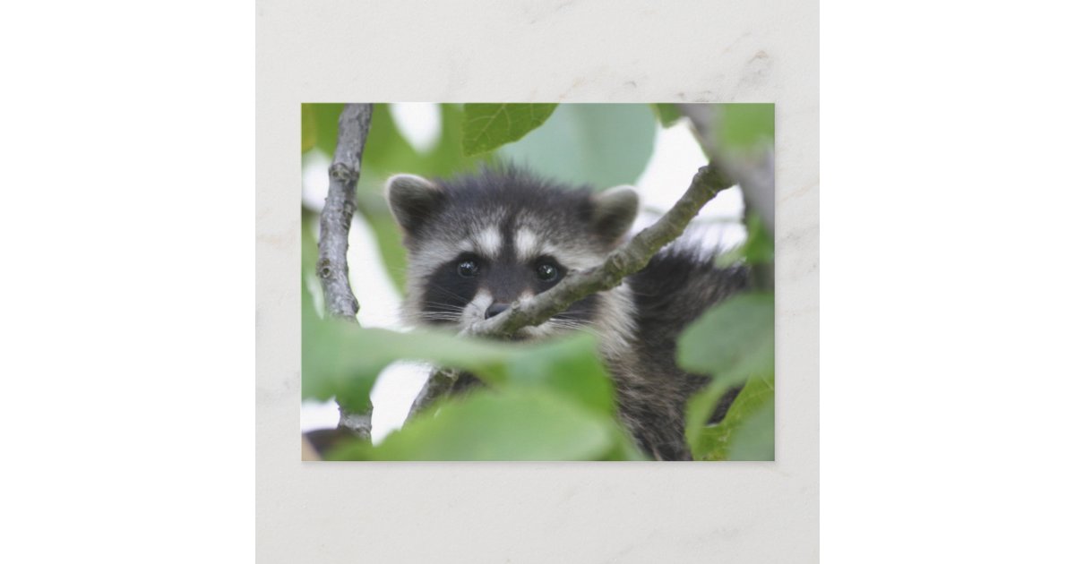 Baby Bandit! Postcard Zazzle
