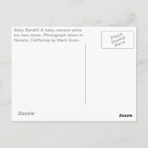 Baby Bandit! Postcard Zazzle