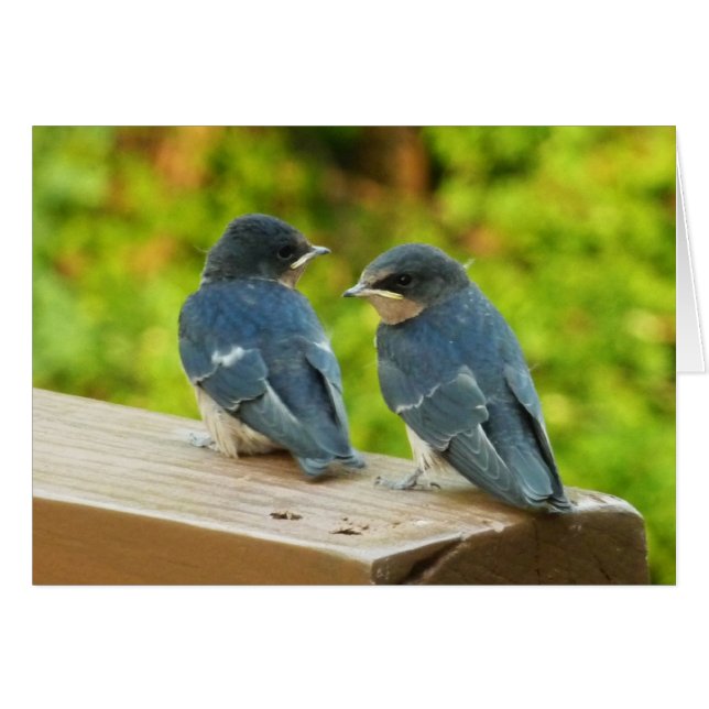 Baby Barn Swallows Nature Bird Photography (Front Horizontal)