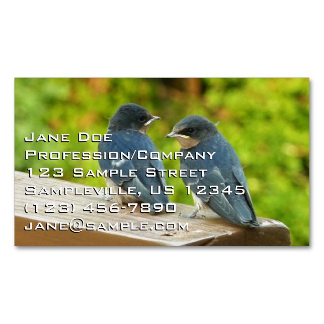 Baby Barn Swallows Nature Bird Photography Business Card Magnet (Front)