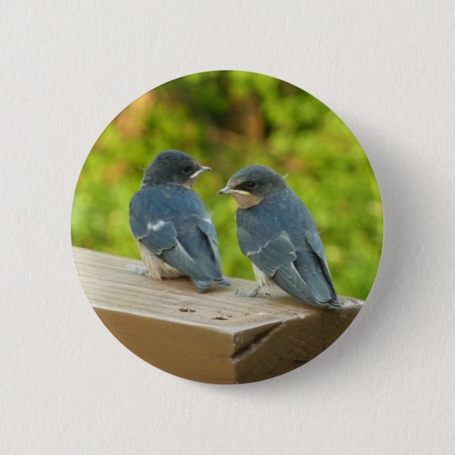 Baby Barn Swallows Nature Bird Photography Button (Front)