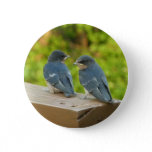 Baby Barn Swallows Nature Bird Photography Button