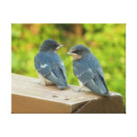 Baby Barn Swallows Nature Bird Photography Canvas Print