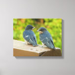 Baby Barn Swallows Nature Bird Photography Canvas Print