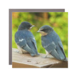 Baby Barn Swallows Nature Bird Photography Car Magnet