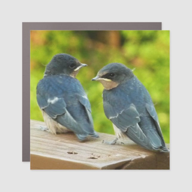 Baby Barn Swallows Nature Bird Photography Car Magnet (Front)