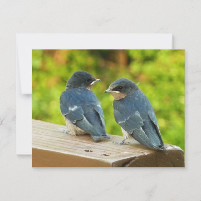 Baby Barn Swallows Nature Bird Photography Card (Front)