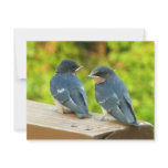 Baby Barn Swallows Nature Bird Photography Card