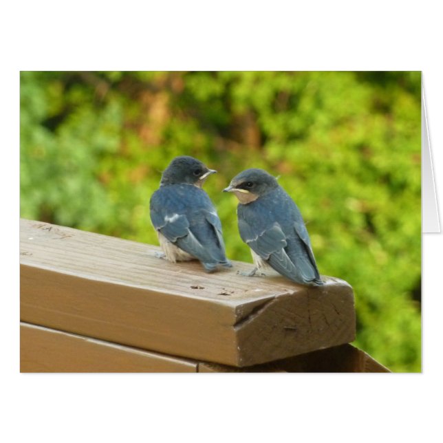 Baby Barn Swallows Nature Bird Photography Card (Front Horizontal)