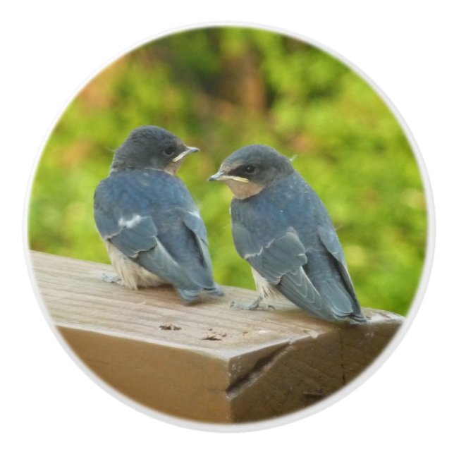 Baby Barn Swallows Nature Bird Photography Ceramic Knob (Front)