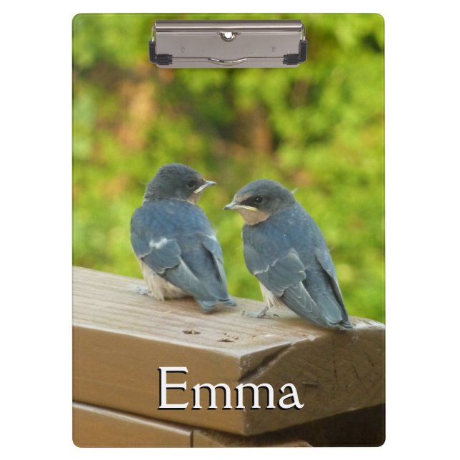 Baby Barn Swallows Nature Bird Photography Clipboard (Front)