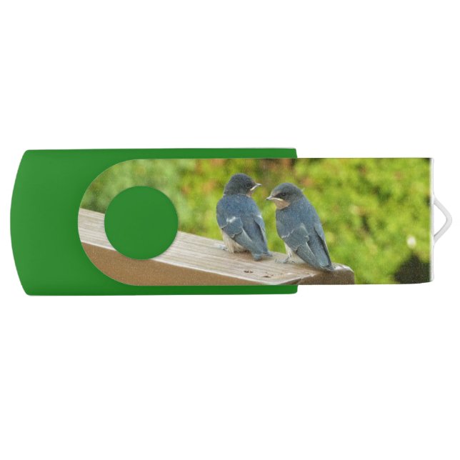 Baby Barn Swallows Nature Bird Photography Flash Drive (Front)