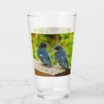 Baby Barn Swallows Nature Bird Photography Glass