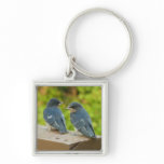 Baby Barn Swallows Nature Bird Photography Keychain