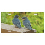 Baby Barn Swallows Nature Bird Photography License Plate