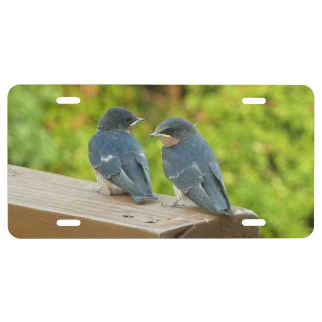 Baby Barn Swallows Nature Bird Photography License Plate (Front)